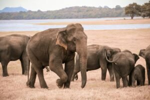 Asian elephant herd grazes near a serene Sri Lankan lake, showcasing nature's beauty.